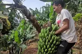 禄劝乌蒙乡：绿了香蕉 红了日子图片