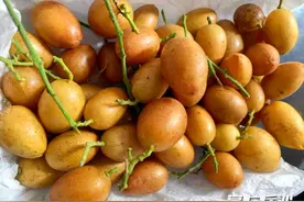 养生解暑两不误，“黄皮果”火爆今夏 小众水果成市场新宠图片