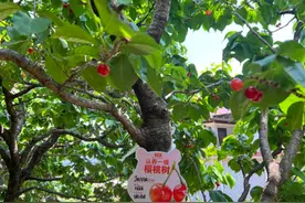 新经济观察丨从卖果到卖树 “认养模式”探索农产品新销路图片