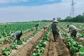 许昌建安：希望的田野上 金叶舒展“富民曲”图片