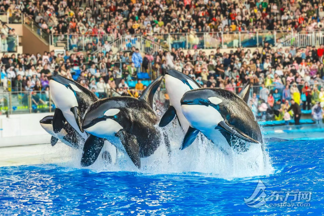 点燃沪上冬日旅游热 上海各大景区多元节庆活动注入文旅消费强劲动力