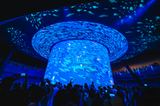 小梅沙海洋世界焕新一周年：见证海洋焕新 开启双节狂欢