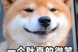 狗界最值得养的5种大型犬，寿命长，还特别好养图片