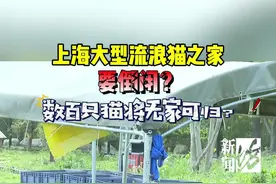 沪上流浪猫之家要倒闭？还养着几百只 有人急哭图片