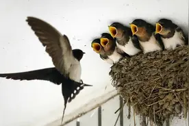 燕子窝下粪便堆，吉祥鸟变脏鸟？真相出人意料图片