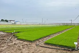 安徽望江：科技赋能 跑出乡村振兴“加速度”图片