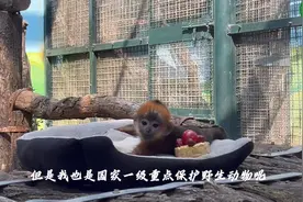 果然视频|动物视界129——黑叶猴幼崽，长得也太萌了吧图片