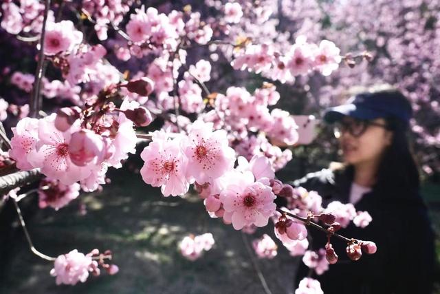 赏花看展淘文创！国家植物园邀您共享“一站式”春日快乐