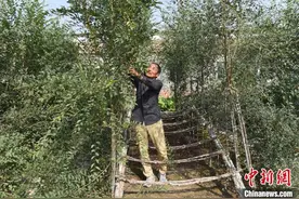 河北深州：七旬老农历经6年 田里种出“景观桥”图片