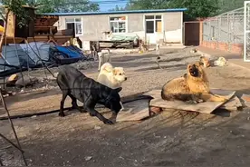 中国下司犬外网爆火:一出场硬控闹事犬群过于霸气被称狗王图片