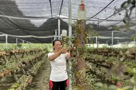 文山广南：石斛花开采摘增收忙图片