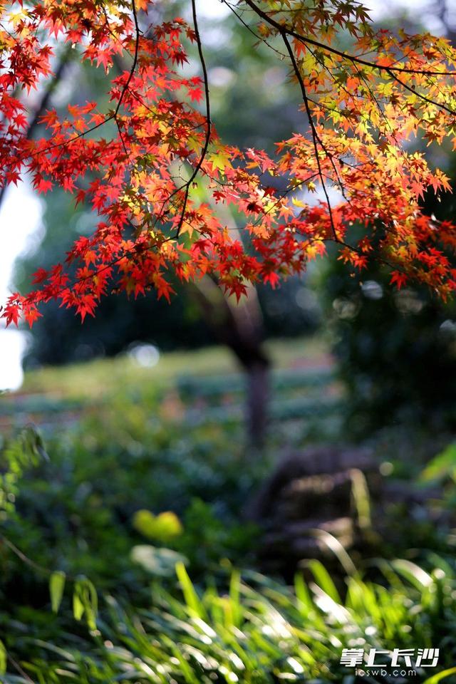 红枫如火 冬日亮色｜组图