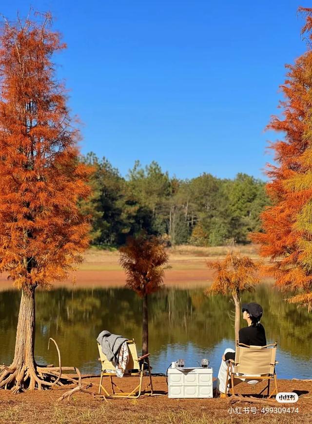 把冬天拍成油画！上饶这片水杉林，氛围感直接拉满