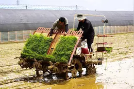 冲击连片亩产1200公斤目标！袁隆平超级杂交水稻蒙自示范基地开始大田移栽图片