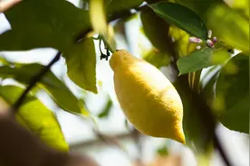 假装柠檬的香草们（上）| 芳草萋萋图片