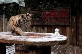 昆明降雪！东北虎在云南 “一键回家”图片