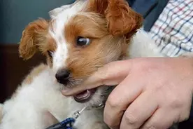 为什么狗狗咬你的手脚？不知道的话，就白养狗了图片