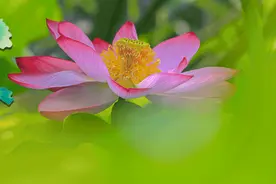 美好夏日，“荷”你相遇图片