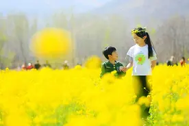 邹平：遇见西董 邂逅金色花海图片