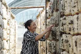 徽县榆树乡小木耳撑起致富大产业图片