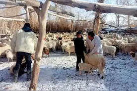 尉犁县阿克苏普乡：畜牧圈舍送技术 防寒越冬有保障图片