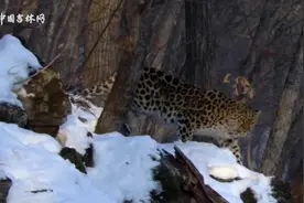 虎豹长啸 “大王”归来｜气势爆表的 “大王” 巡山啦！图片