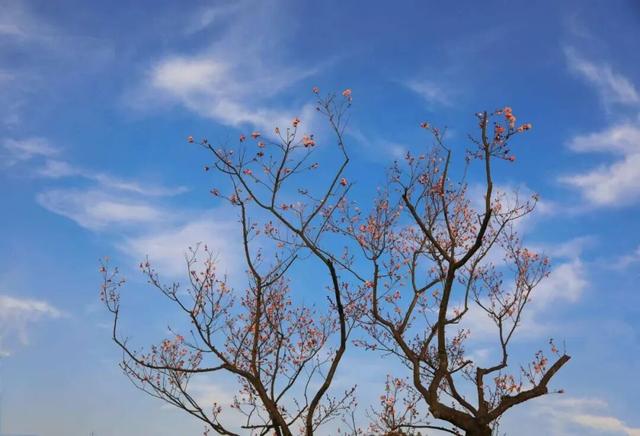 梅花山早梅“剧透”！盛花期在……