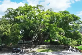 罗定“榕树王”跻身“全国最美”图片