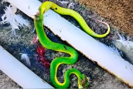 注意！漳州7岁女娃被蛇咬进了医院……图片