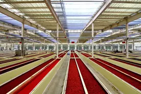 好样的！四川造⑦丨打造“透明工厂”，鹃城郫县豆瓣这样香飘四方图片