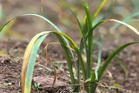 万州大周镇：林下育药材 一地生多“金”图片