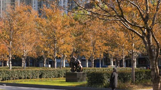 红花槭火红、银杏金黄、乌桕美如油画……静安这里藏着一片绝美秋色→