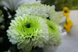 87版《红楼梦》里的这些演员，早已离开了……图片