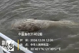 海面出现大型不明生物！上海相关部门紧急处置，竟是死亡鲸鱼！后续或将公开展出图片