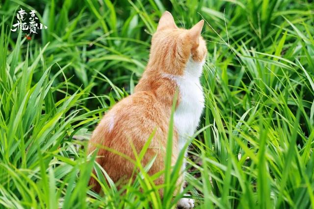 栖霞山红叶实拍+周末活动，不信你不动心！