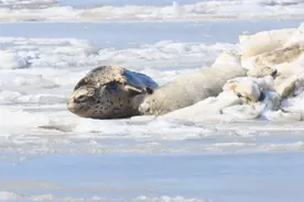 这种呆萌的“胖宝宝”，一定要保护好！图片