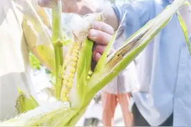 伤心的玉米图片