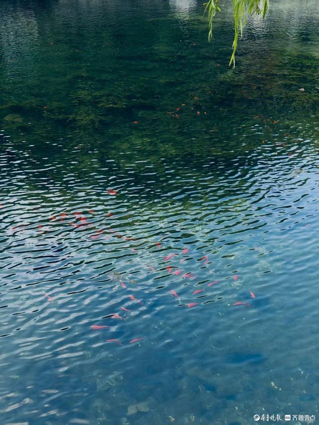 济南黑虎泉畔，夏日清凉感十足