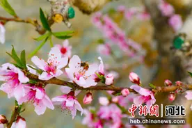 保定竞秀区：桃花盛开迎客来（组图）图片