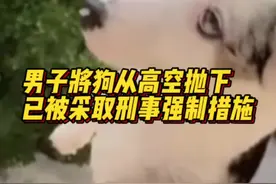 男子高空抛下柯基犬被采取刑事措施图片