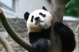 官方回应大熊猫“福宝”出现异常【看世界·新闻早知道】图片