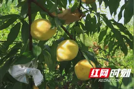 祁阳市大村甸镇石元村：百亩锦绣黄桃迎丰收 采摘正当时图片
