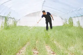 邹平市：7村共建飞蝗养殖基地 助力村集体经济发展图片