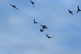 文化中国行 | 雨燕用600年筑巢！这一次小燕当家了！图片