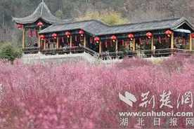 湖北十堰茅箭区：“花样”美景带火“春日经济”图片