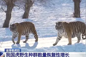 全球老虎日丨“护”虎生威 我国老虎保护成效显著图片
