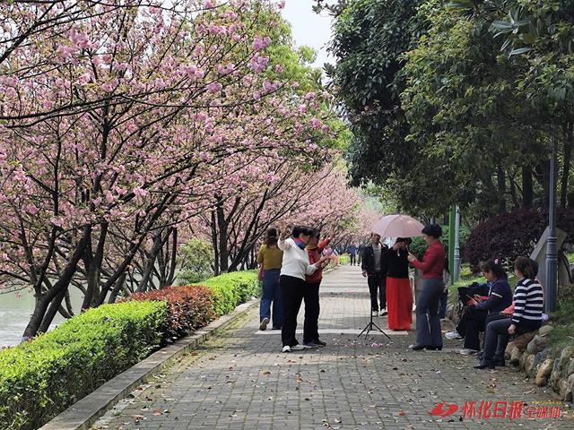 雨过天晴春光盛 鹤鸣洲樱花绽放引游人