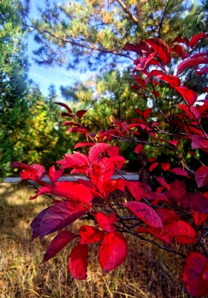 陕西靖边银湾“果子沟大桥”：黄土高原上的公路诗，解锁秋日文旅新地标