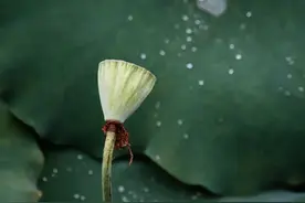 多少人盼这一份季节限定，西湖“爱心莲莲”明起限量开售，潮新闻送福利图片