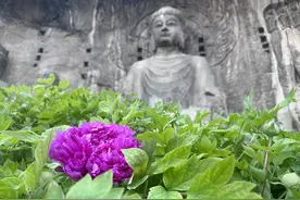 洛阳龙门石窟：数字科技赋能 让千年历史“动”起来图片